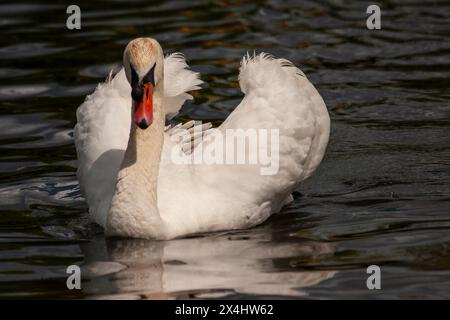 Porträt eines weißen Schwans an einem sonnigen Tag, natürliche Umgebung Stockfoto