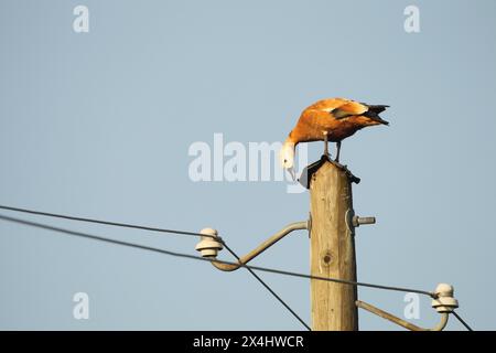 Roddy Shelte Ente (Tadorna ferruginea), weibliches Tier auf einem Stab, Allgaeu, Bayern, Deutschland Stockfoto