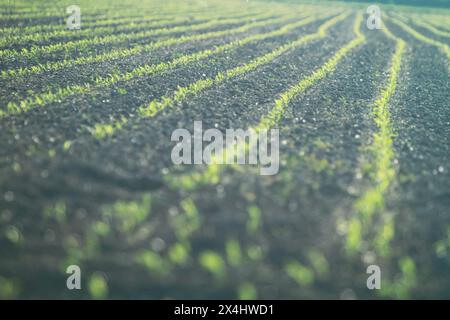 Landwirtschaftliches Feld mit Setzlingen Stockfoto