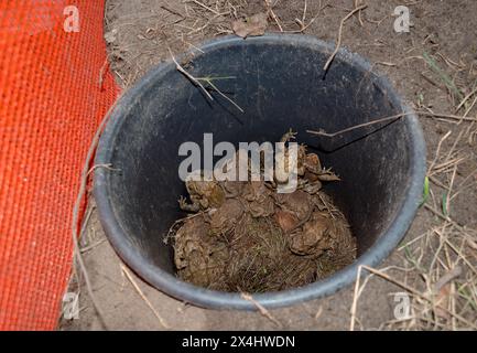 Kröten (Bufo Bufo), Männchen, Weibchen, Paare bei Amplexus und Einzeltieren, Grünfrosch oder Wasserfrosch (Pelophylax) (Ranidae) und PALMATE-Molche Stockfoto