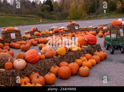 ZWEI HÄFEN, MN - 5. OKT 2020: Kürbisse und Kürbisse zum Verkauf auf Heuballen auf einem Bauernmarkt am Straßenrand. Stockfoto