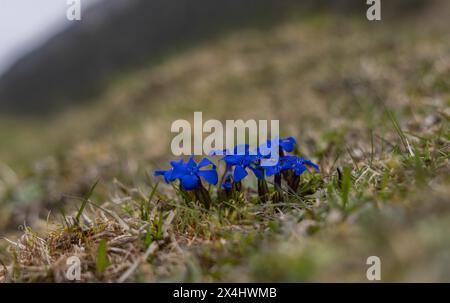 Der kurzblättrige Enzian (Gentiana brachyphylla), auch bekannt als der kurzblättrige Enzian Stockfoto