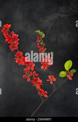 Blühender japanischer Quittenzweig (Chaenomeles japonica) auf dunklem Hintergrund, Bayern, Deutschland Stockfoto