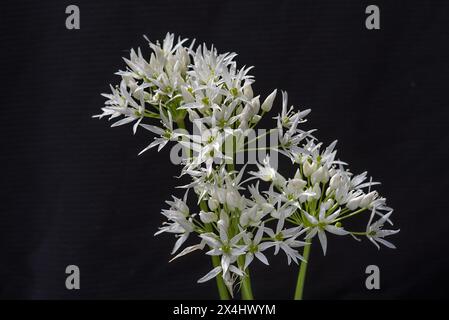 Wilde Knoblauchblüten (Allium ursinum) auf schwarzem Hintergrund, Bayern, Deutschland Stockfoto