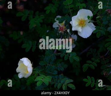 Blassgelbe Blüten des Klettergartens Rose rosa cantabrigiensis. Stockfoto