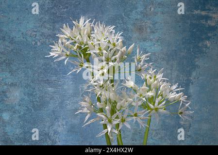 Wilde Knoblauchblüten (Allium ursinum) auf farbigem Hintergrund, Bayern, Deutschland Stockfoto