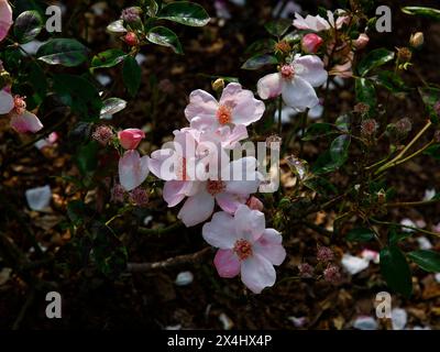 Nahaufnahme der blassrosa Blüten des Gartens Rose rosa der Scharlatan meiguimov. Stockfoto