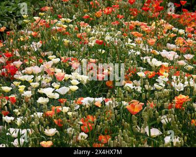 Nahaufnahme des Ziergartengrases Briza maxima und verschiedenfarbige eschscholzia californica kreatin einen Wildblumenwieneffekt. Stockfoto