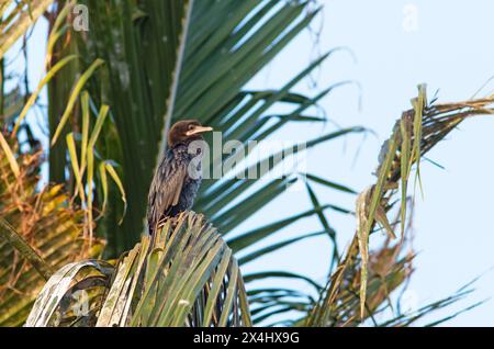 Großer Kormoran (Phalacrocorax carbo) auf einer Palme, Backwaters, Kumarakom, Kerala, Indien Stockfoto