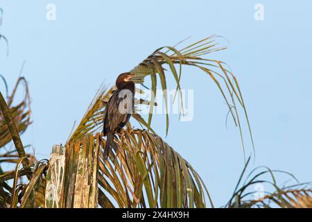 Großer Kormoran (Phalacrocorax carbo) auf einer Palme, Backwaters, Kumarakom, Kerala, Indien Stockfoto