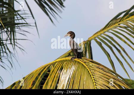 Großer Kormoran (Phalacrocorax carbo) auf einer Palme, Backwaters, Kumarakom, Kerala, Indien Stockfoto