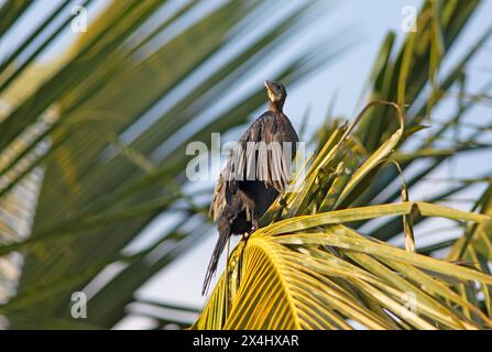 Großer Kormoran (Phalacrocorax carbo) auf einer Palme, Backwaters, Kumarakom, Kerala, Indien Stockfoto