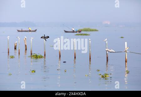 Große Kormorane (Phalacrocorax carbo) und Whiskered Terns (Chlidonias hybrida) sitzen auf Pfählen in Keralas Hinterwasser, kleine Fischerboote dahinter Stockfoto