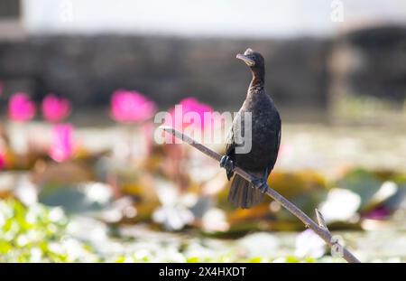 Großer Kormoran (Phalacrocorax carbo) sitzt auf einem Zweig, rosa Blumen dahinter, Backwaters, Kumarakom, Kerala, Indien Stockfoto