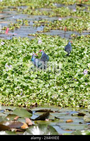 Grauköpfige Sumpftiere (Porphyrio porphyrio) auf Wasserhyazinthen, Backwaters, Kumarakom, Kerala, Indien Stockfoto