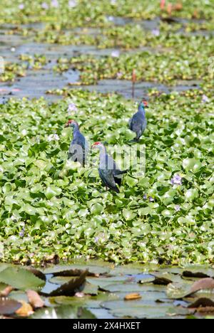 Grauköpfige Sumpftiere (Porphyrio porphyrio) auf Wasserhyazinthen, Backwaters, Kumarakom, Kerala, Indien Stockfoto