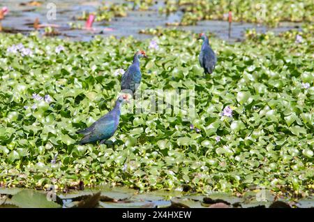 Grauköpfige Sumpftiere (Porphyrio porphyrio) auf Wasserhyazinthen, Backwaters, Kumarakom, Kerala, Indien Stockfoto