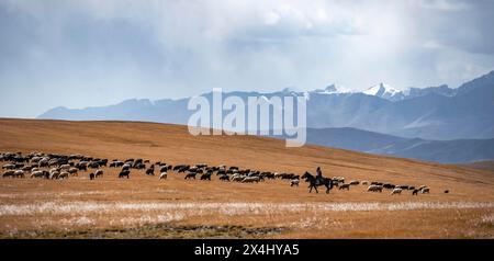 Nomadisches Leben auf einem Hochplateau, Hirte auf Pferd, Schafherde, dramatische hohe Berge, Tian Shan Berge, Jety Oguz, Kirgisistan Stockfoto