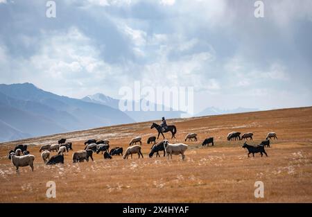 Nomadisches Leben auf einem Hochplateau, Hirte auf Pferd, Schafherde, dramatische hohe Berge, Tian Shan Berge, Jety Oguz, Kirgisistan Stockfoto