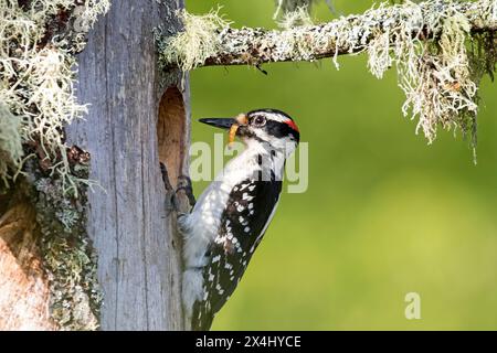 Haarspecht (Leuconotopicus villosus), Weibchen, das eine raupe zur Fütterung der Babys mitbringt, Nationalpark La Mauricie, Provinz Quebec, Kanada, Stockfoto