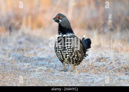 Fichtenhühner (falcipennis canadensis), männlich stehend auf einer Forststraße und beobachten, Provinz Quebec, Kanada, Stockfoto