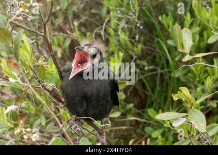 Gemeiner Grackle (Quiscalus quiscula), Baby, das auf Nahrung wartet, Nationalpark La Mauricie, Provinz Quebec, CanadaCanada, Stockfoto