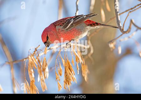 Kiefernschnabel (Pinicola Enucleator), männlich auf einem Manitoba-Ahorn (Acer negundo) und essen die Samen. Forerst aus Yamachiche, Provinz Québec Stockfoto
