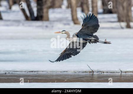 Großblaureiher (ardea herodias) im Flug über einen Fluss, Wald von Yamachiche, Provinz Quebec, Kanada, Stockfoto