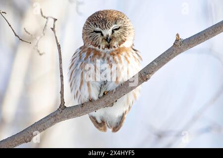 Nördliche Sägeeule (Aegolius acadicus), die nach einem Schneefall auf einem Baum thront, Wald von Yamachiche, Provinz Quebec, Kanada, Stockfoto