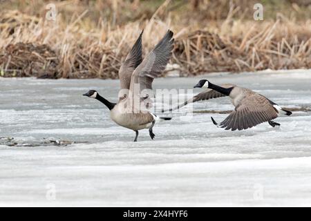 Kanadiengänse (branta canadensis), Paar, die auf einem gefrorenen Sumpfgebiet starten, Biosphärenreservat Lac Saint-Pierre, Provinz Quebec, Kanada, Stockfoto