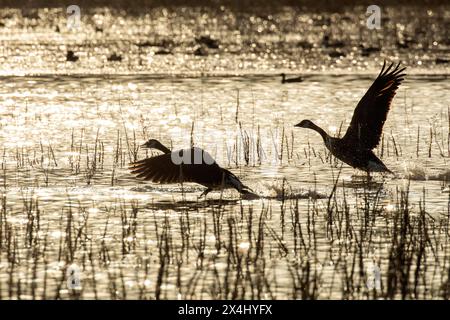 Kanadiengänse (branta canadensis), Paar startend bei Sonnenaufgang, Biosphärenreservat Lac Saint-Pierre, Provinz Quebec, Kanada, Stockfoto