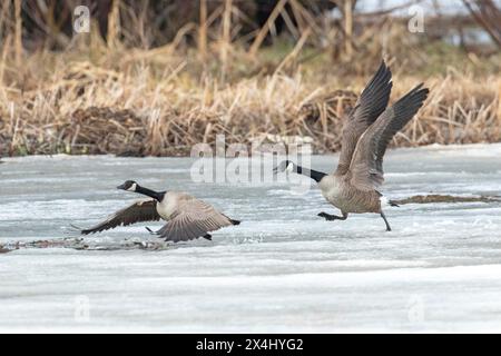 Kanadiengänse (branta canadensis), Paar, die auf einem gefrorenen Sumpfgebiet starten, Biosphärenreservat Lac Saint-Pierre, Provinz Quebec, Kanada, Stockfoto