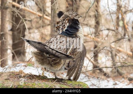 Rüschenhühner (Bonasa umbellus), Mann, der auf einem Stamm steht und beobachtet, Balzgeste, Nationalpark La Mauricie, Provinz Quebec, Kanada, Stockfoto