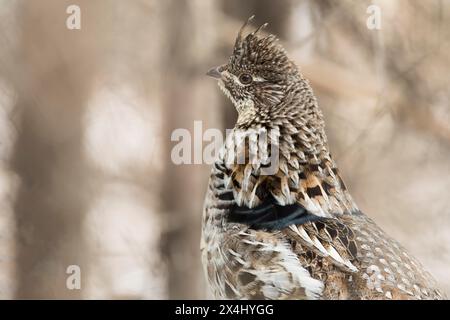 Rüschenhühner (Bonasa umbellus), männlich auf einem Stamm stehend, Nahaufnahme, Nationalpark La Mauricie, Provinz Quebec, Kanada, Stockfoto