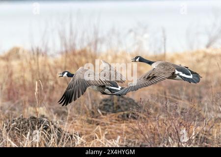 Kanadiengänse (branta canadensis), Paare, die über einem gefrorenen Sumpfgebiet fliegen, Biosphärenreservat Lac Saint-Pierre, Provinz Quebec, Kanada, Stockfoto
