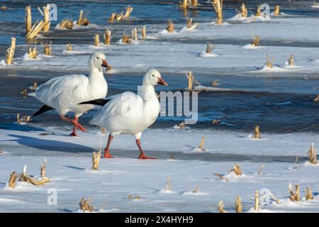 Schneegänse (Anser caerulescens), Erwachsene spazieren auf einem gefrorenen Sumpfgebiet, Biosphärenreservat Lac Saint-Pierre, Provinz Quebec, Kanada, Stockfoto