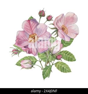 Hunderosenstrauß, rosa Canina Aquarellclipart mit Blumenmuster. Rosafarbenes Blütenbündel, Hüftrose, Knospen und Blatt wilder Rose. Botanische Briar Boutonniere für Druck, Kosmetik, Parfüm, Etiketten, Essen Stockfoto