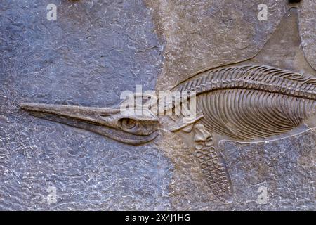 Nachbildung des Dinosauriers, Glasenbachschlucht, bei Elsbethen, Salzburger Land, Österreich Stockfoto