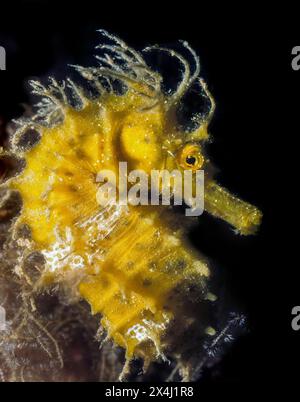 Nahaufnahme des Kopfporträts des langschnurigen Seepferdes (Hippocampus guttulatus), Mittelmeer Stockfoto