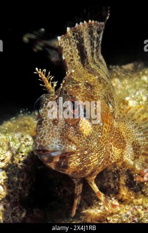 Nahaufnahme des Kopfporträts Tentacled Blenny (Parablennius tentacularis) mit direktem Blick auf den Betrachter, Mittelmeer Stockfoto