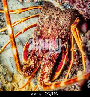 Extreme Nahaufnahme des Kopfporträts Augen des europäischen Stachelkrebses (Palinurus elephas), Mittelmeer Stockfoto