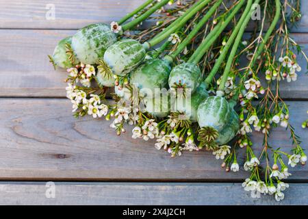 Getrocknete Mohnköpfe und Chamelaucium-Blütenzweige auf hölzernem Hintergrund. Stockfoto