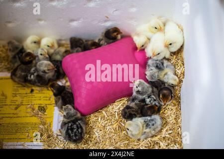 Frisch geschlüpfte Hühner (Sebright und Chabo) Stockfoto