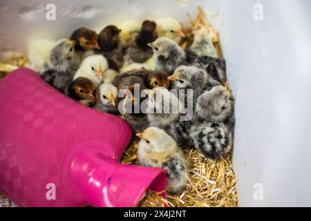 Frisch geschlüpfte Hühner (Sebright und Chabo) Stockfoto