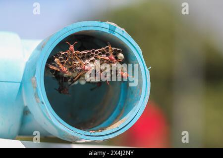 Hymenoptera baut ein Nest, um die Larven in einem blauen PVC-Rohr in einem Gemüsegarten zu füttern, und Hymenoptera ist auch eine Gefahr für Landwirte, die beginnen zu grasen Stockfoto