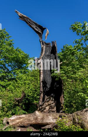 Ausgebrannter Baumstumpf, Berlin, Deutschland Stockfoto