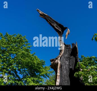 Ausgebrannter Baumstumpf, Berlin, Deutschland Stockfoto