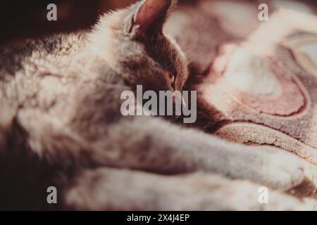 Graue Katze, die auf dem Bett liegt. Eine graue Katze liegt bequem auf einem Bett in einer entspannten Position Stockfoto