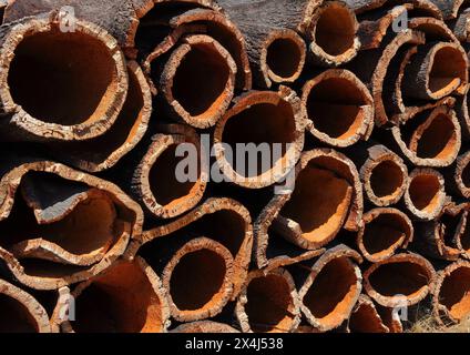 Portugal, Region Alentejo. Kürzlich geerntete Korkeichen-Rinde, die bei Sonnenschein trocknet. (Unverarbeiteter Kork) natürliche, nachhaltige Ressource. Selektiver Fokus. Stockfoto