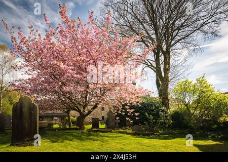 Ein HDR-Bild der blühenden Cherry, Prunus, auf dem Friedhof der Grassington Congregational Church, Yorkshire, England. 30. April 2024 Stockfoto